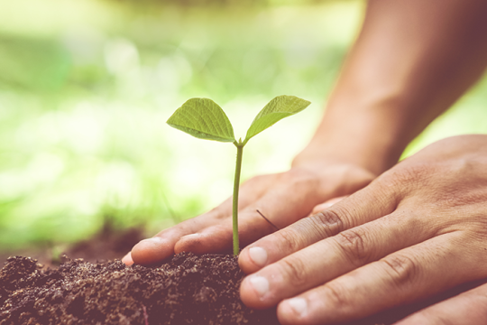 an image of two hands patting the ground after planting a small plant. The plant has two leaves.
